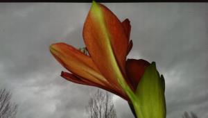 Amaryllis 2014